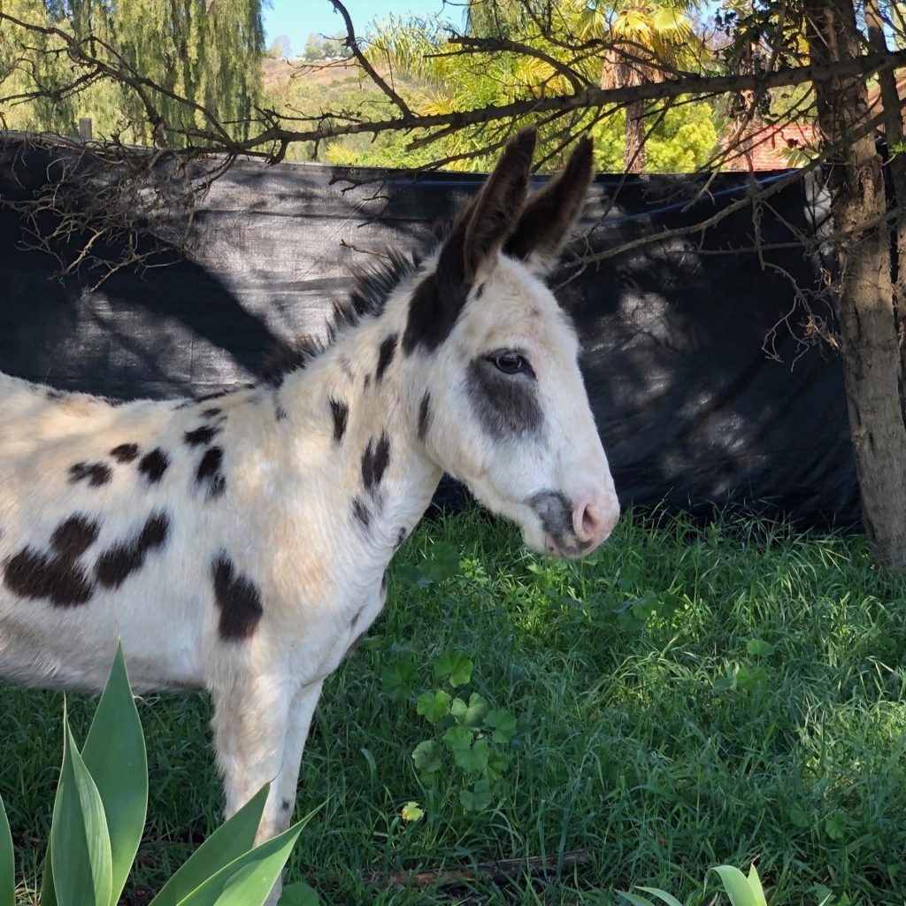 HB Ranch Donkey Rescue 2