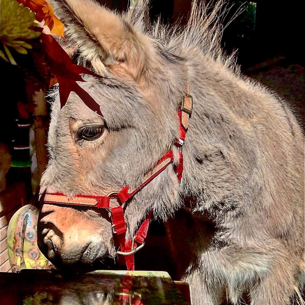 HB Ranch Donkey Rescue 3