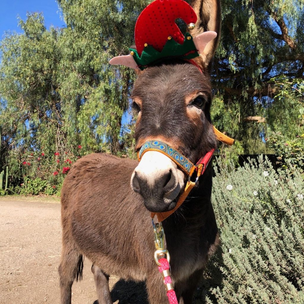 HB Ranch Donkey Rescue 4