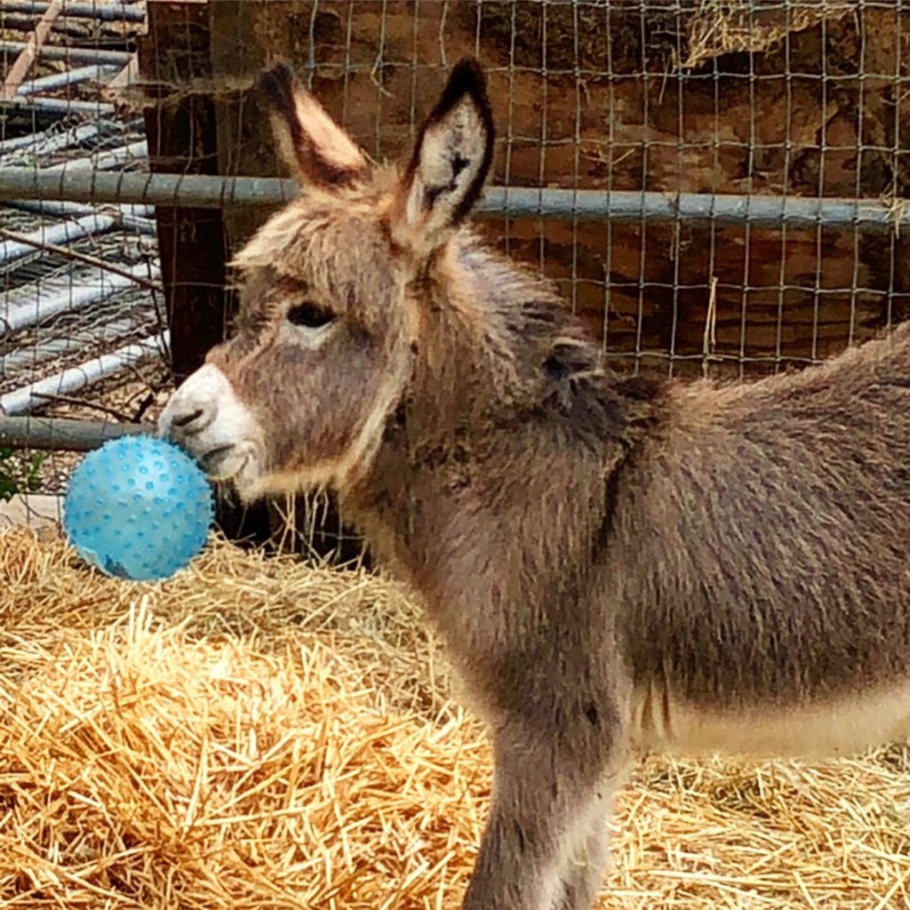 HB Ranch Donkey Rescue 5