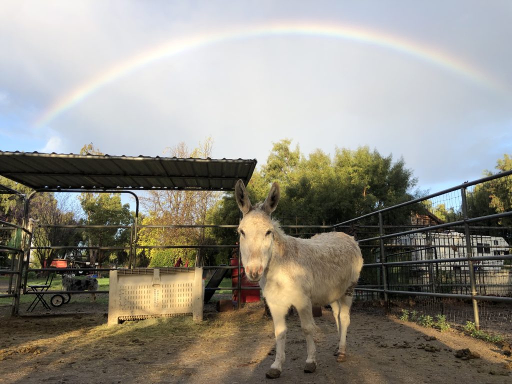 HB Ranch Donkey Rescue 1